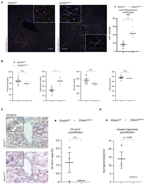 Ctnnb Oeec Mice Display Enhanced Hepatic Endothelial Cell