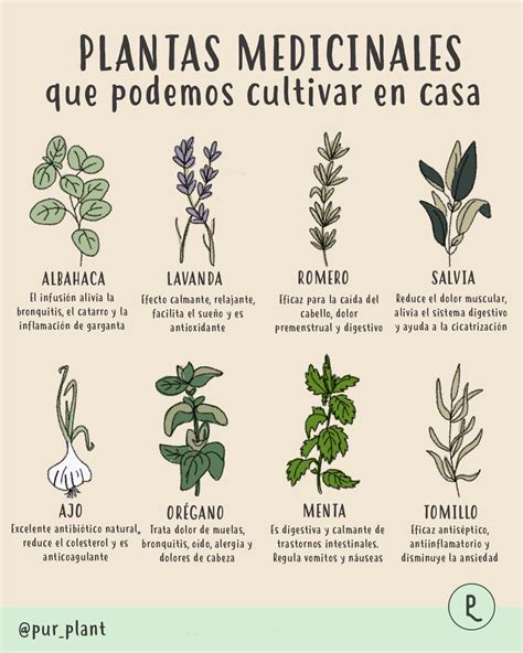 Plantas Medicinales Que Podemos Cultivar En Casa Plantas