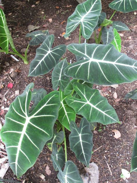 Алоказия лонгилоба - фото и картинки: 70 штук