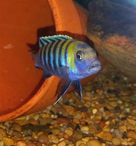 Cynotilapia Afra Cobue Orange Back Blue Hook Aquatics