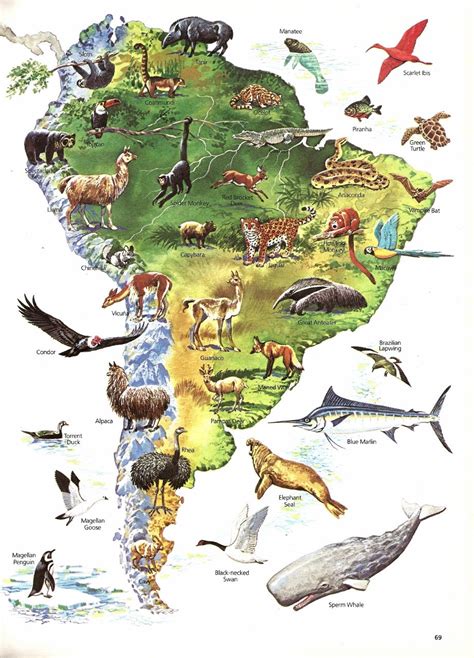 Map South American Wild Life Print Vintage Children's Book