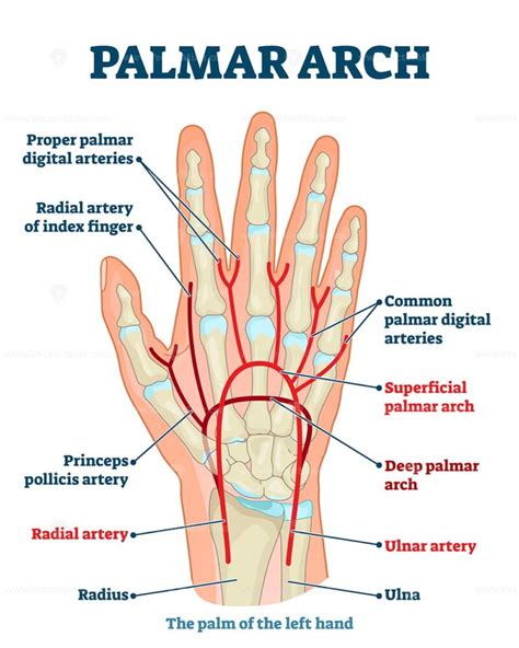 Palmar Arch Anatomical Vector Illustration Diagram Vectormine