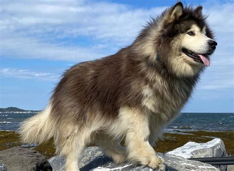 Different Types Of Malamute Dogs at Cassandra Edwards blog