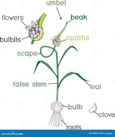 Parts Of Garlic Plant Coloring Page Morphology Of Plant With Titles