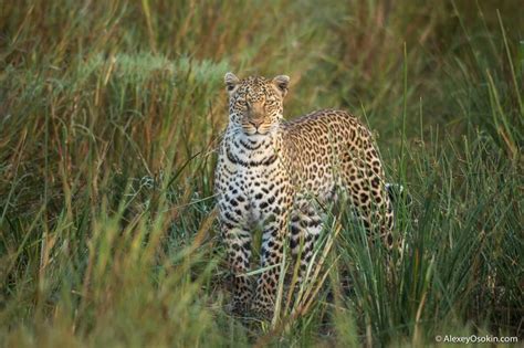 Леопардик Поли « FotoRelax | Panthera pardus, Panthera, Animals