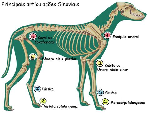 Quantos Ossos Tem Um Cachorro - Quantos Ossos Um Cachorro Tem - RETOEDU