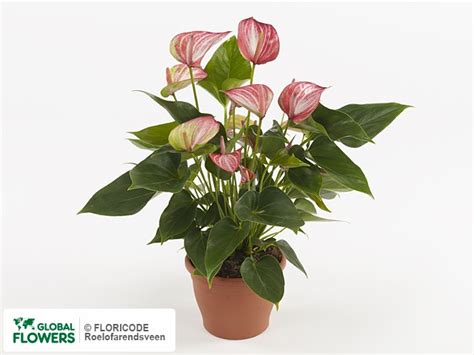 Фото Антуриум Андрэ "Livium Red" | Global Flowers