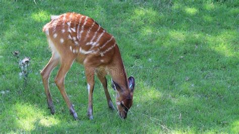 Young White Tailed Deer Eating Grass In A Field Stock Video Video Of