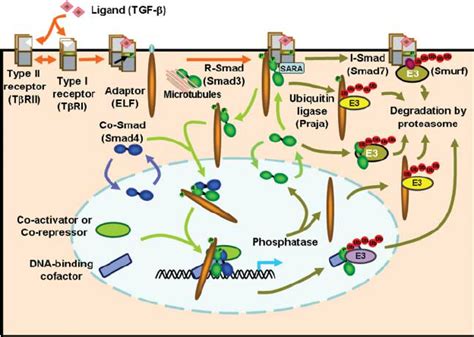 tgf  signaling pathway  regulated  multiple points