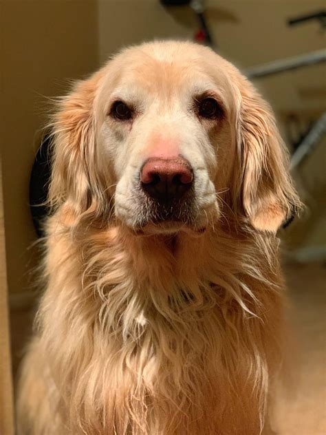 My Sous Chef Winnie Dog Rules Animals Golden Retriever