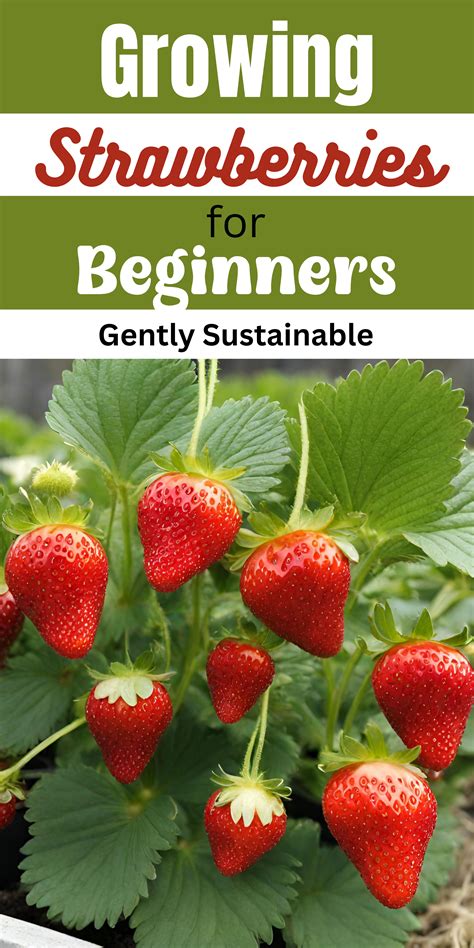 Growing Strawberries for Beginners: Easy Tips for a Bountiful Harvest