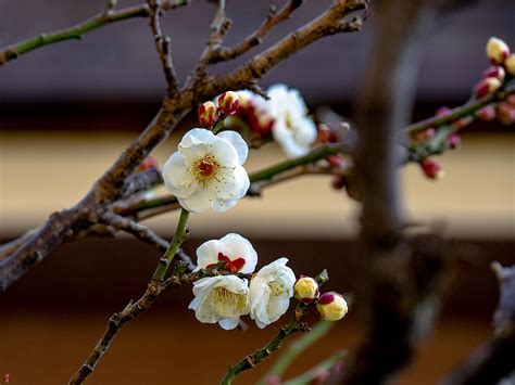 garden  zen february