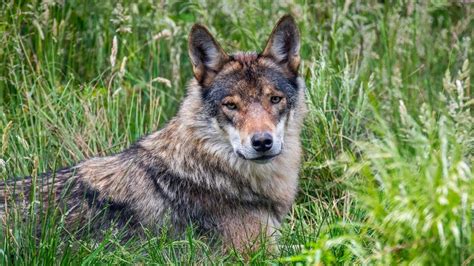 Erstmals Seit Jahrzehnten Trentino Gibt Zwei W Lfe Zum Abschuss Frei