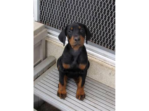 Family AKC DOBERMAN PUPPIES Sacramento - Puppies for Sale Near Me