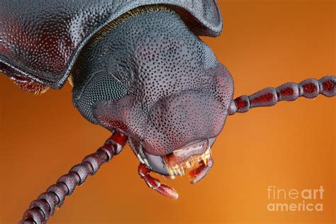 Mealworm Beetle Photograph By Matthias Lenke