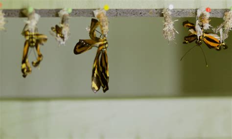 how long do caterpillars take to turn into butterflies