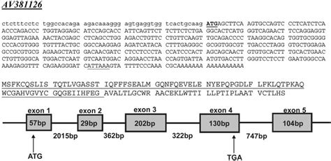 The Cdna Upper Part And Defined Peptide Middle Sequences And The