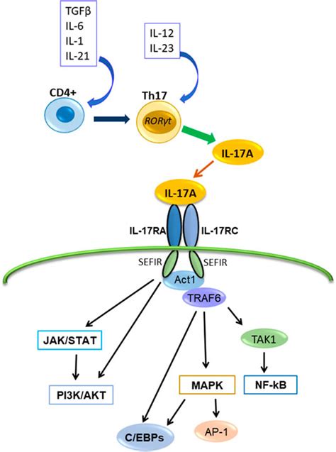 Frontiers The Role Of IL 17 Mediated Inflammatory Processes In The