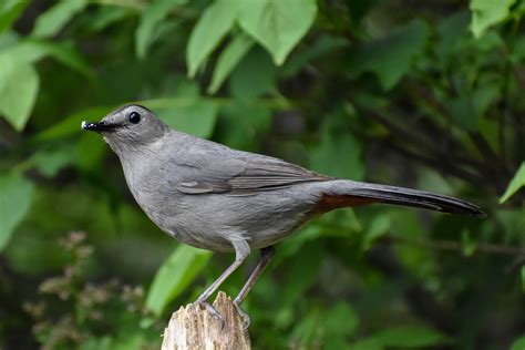 Grey Catbird Portrait | Bird photography, Catbird, Animals