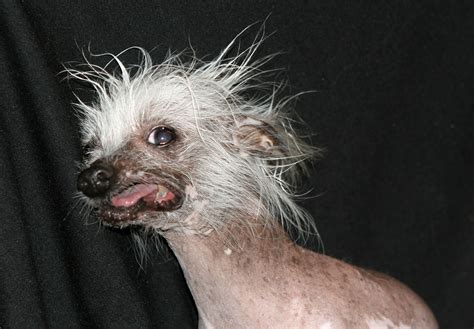 The ugly photos of animals that are actually quite cute