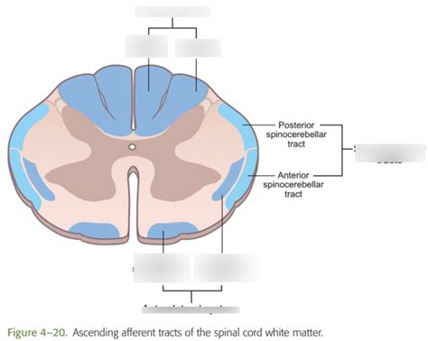 Somatosensory System Diagram | Quizlet