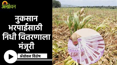 Crop Damage शेतकऱ्यांना नुकसान भरपाई निधी कधी मिळणार ॲग्रोवन Youtube