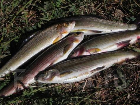 Рыба Хариус - Рыба и морепродукты в Хабаровске