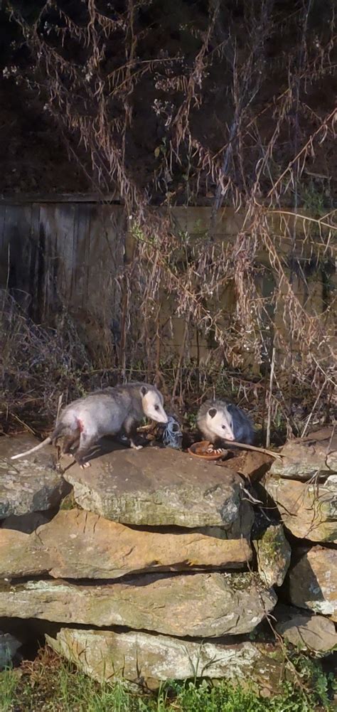 where do opossums nest 3