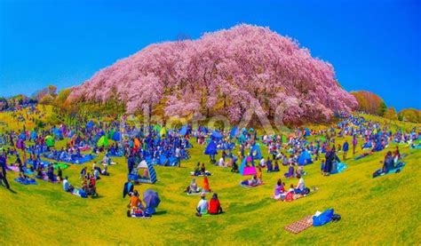 本牧山頂公園の桜 - No: 25135765｜写真素材なら「写真AC」無料（フリー）ダウンロードOK