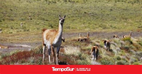 Una familia chocó contra un guanaco cerca de Río Gallegos