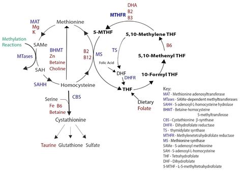 methylation pathway methylation methylation diet mthfr