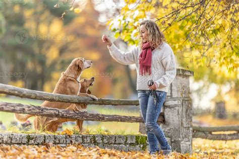 A dog trainer gives treats to two dogs for obeying commands 27604395