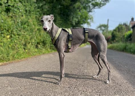 Olive Triple Strap 2 Point Whippet Greyhound Harness | Italian Lurcher