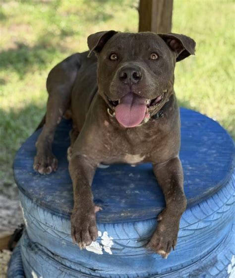 Hernando County Sheriff's Office - Probation and Parole – WANTED PERSON