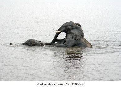 Elephants Having Sex Chobe River Chobe Stock Photo Shutterstock