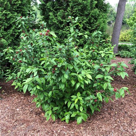 Calycanthus 'Aphrodite' - Longfellow's Garden Center