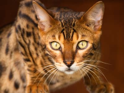 Image - Bengal-cat-eyes.jpg | Animal Jam Clans Wiki | FANDOM powered by Wikia