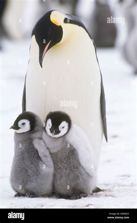 Emperor penguin with chicks Stock Photo - Alamy