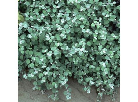 Купить Гелехризум Черешковый / Москва / Доставка