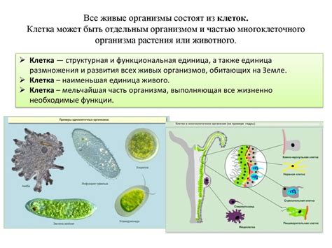 Мир живых организмов. Уровни организации живого - online presentation
