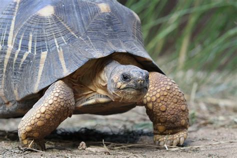 baby radiated tortoise