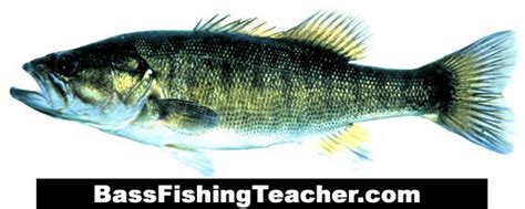 Shoal Bass Fishing - Bass Fishing Teacher