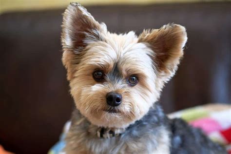 Does A Yorkshire Terrier Shed