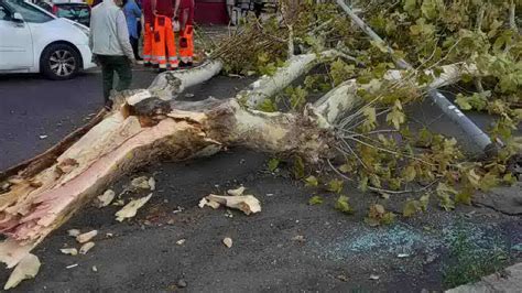 Incidente Sulla Cristoforo Colombo Pino Crolla Sulla Carreggiata