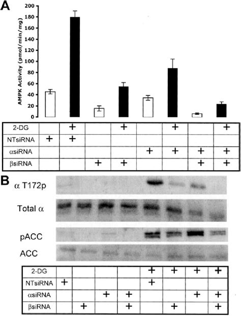 The Ca2calmodulin Dependent Protein Kinase Kinases Are Amp Activated