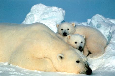 La población de oso polar del Ártico podría descender un 30 en 2050