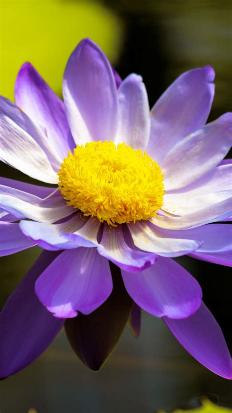 Water Lily (nymphaea) - backiee