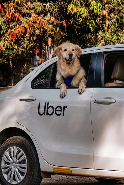Uber Launches Pet-Friendly Ride Options In Delhi And Mumbai