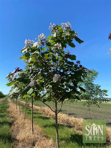 Catalpa x erubescens 'Purpurea' - Spring Grove Nursery