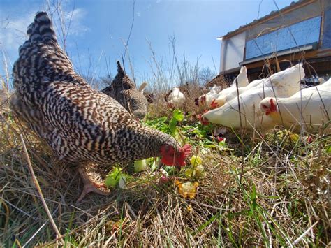 Highly Pathogenic Bird Flu Check Your Flocks Fort Scott Biz